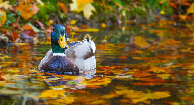 duck on pond with autumnal leaves
