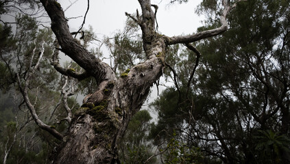 Laurel tree in the fog