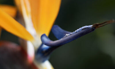 Close-up of a Strelitzia flower