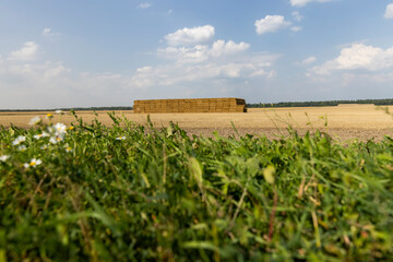 stacks of wheat straw in the field after harvest
