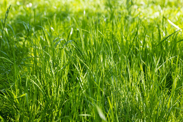 illuminated by sunlight green grass in the park