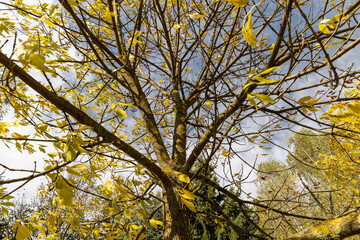 yellowing foliage on ash trees in autumn weather