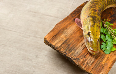 pike fish- Esox lucius