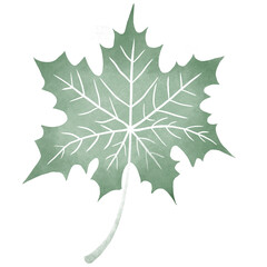 Maple leaf 5