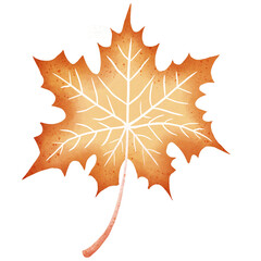 Maple leaf 6