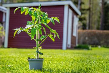Young fresh green tomato plant growing in a flower pot stands on cut green grass, blurry garden house at background. Sunny day, close up view