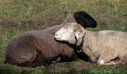 Two sheep lie in the pasture and cuddle together. One sheep is black, the other is white.