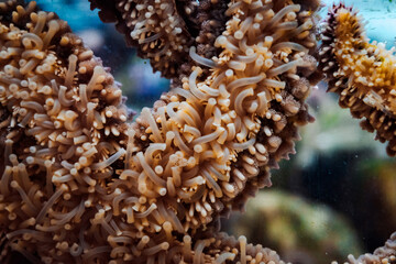A mesmerizing view of a vibrant underwater world teeming with colorful coral, intricate...