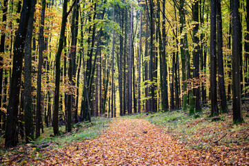 A forest in autumn