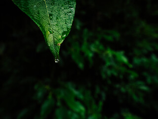 Exploring the lush beauty of madeira, a dewy leaf glistens with life as it rests among the verdant grass, inviting us to immerse ourselves in the refreshing embrace of nature's bounty