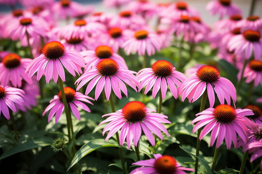 Pink Purple Cone Flowers in High-Quality Garden Image - Vibrant Floral Blossoms - Created with Generative AI Tools