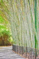 Thickets of green bamboo and a path near them in summer day. - 687270987