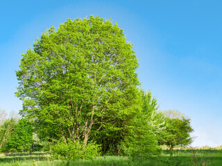 Trees with fresh green leaves in the meadow