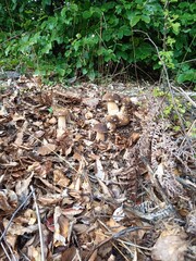 mushrooms in the forest