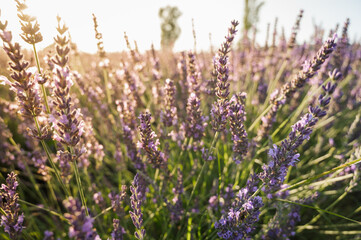 Lavender field with summer blue sky close-up, sunset, rays, Ukraine, retro toned, web banner format	