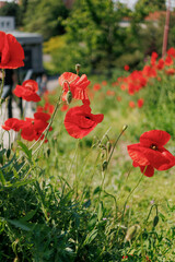 Bright red poppies grow in the park