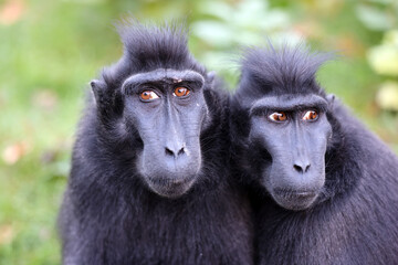 The Celebes crested macaque (Macaca nigra), also known as the crested black macaque, Sulawesi crested macaque, or the black ape - 687273124