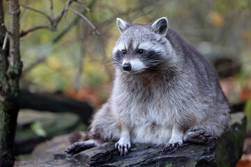 Raccoon (Procyon lotor) close up view