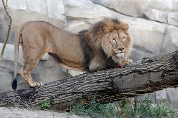 Lion (panthera leo) close up view