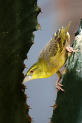 The village weaver (Ploceus cucullatus), also known as the spotted-backed weaver or black-headed weaver close up view - 687273336