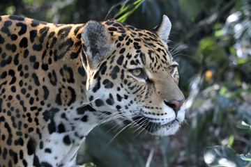 Jaguar (Panthera Onca) close up view