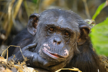 Chimpanzee (Pan troglodytes) close up view