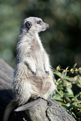 Meerkat (Suricata suricatta) close up view