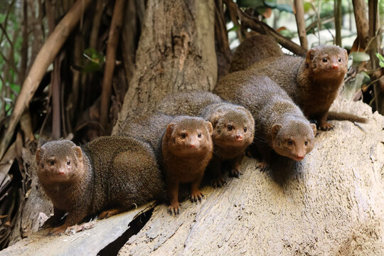 Mongoose (Helogale parvula) close up view