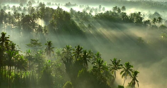 Aerial Forward Tilt Up Scenic Shot Of Sunrays On Green Trees During Morning - Bali, Indonesia
