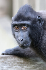 The Celebes crested macaque (Macaca nigra), also known as the crested black macaque, Sulawesi crested macaque, or the black ape
