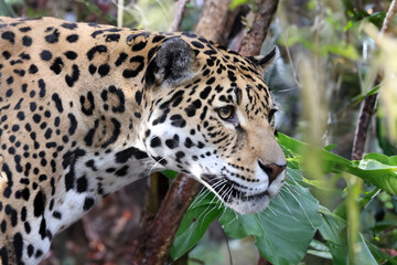 Jaguar (Panthera Onca) close up view