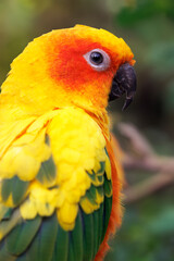 Sun parakeet (Aratinga solstitialis) close up view