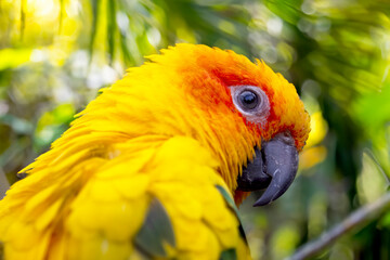 Sun parakeet (Aratinga solstitialis) close up view