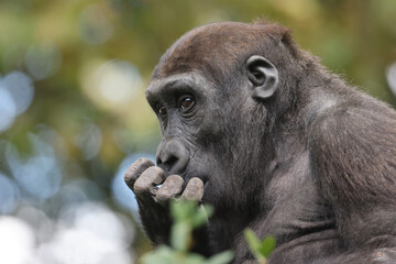 The western lowland gorilla (Gorilla gorilla gorilla)