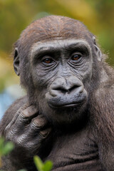 The western lowland gorilla (Gorilla gorilla gorilla)
