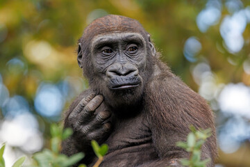 The western lowland gorilla (Gorilla gorilla gorilla) - 687273767