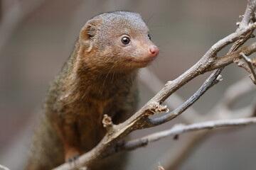 Mongoose (Helogale parvula) close up view