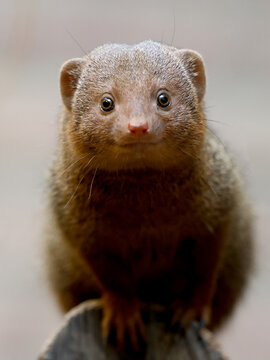 Mongoose (Helogale parvula) close up view
