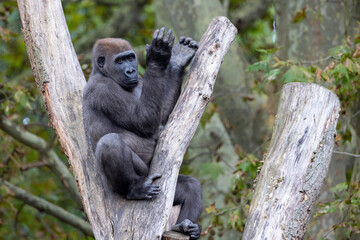 The western lowland gorilla (Gorilla gorilla gorilla)