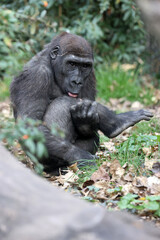 Naklejka premium The western lowland gorilla (Gorilla gorilla gorilla)