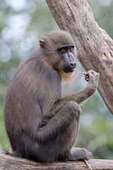 Mandrill (Mandrillus sphinx) close up view