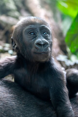 Obraz premium The western lowland gorilla (Gorilla gorilla gorilla)