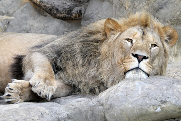 Lion (panthera leo) close up view