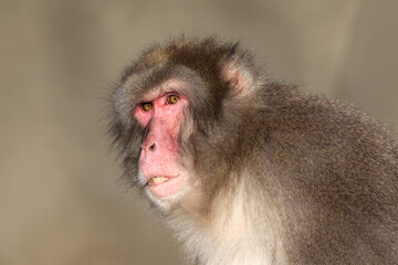 Japanese Macaque (Macaca Fuscata) portrait