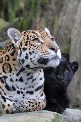 Jaguar (Panthera Onca) close up view