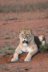 Lioness (panthera leo) close up view