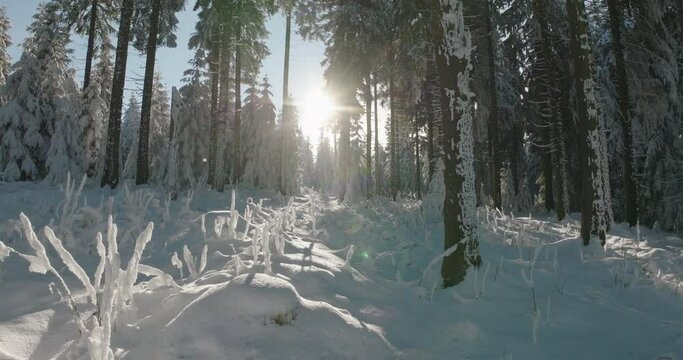 Aerial: Drone Forward Beautiful Tranquil Forest During Snowfall In Winter Season - Oberhof, Germany