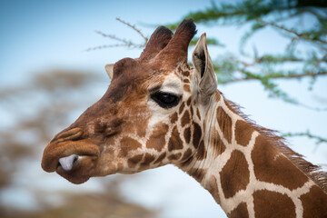 Reticulated giraffe (giraffa camelopardalis reticulata) close up view