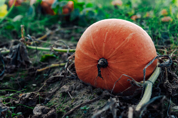 A vibrant orange pumpkin rests among the wild grass, a symbol of autumn's bountiful harvest and the...