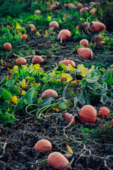 A verdant pumpkin patch bursts with life, as vibrant green leaves cascade over the autumnal ground, showcasing a bountiful array of cucurbita, gourds, and squash in a wild and beautiful garden of sea